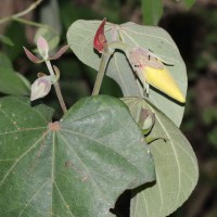 Hibiscus tiliaceus L.